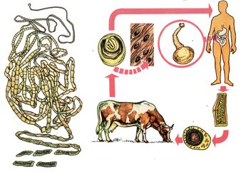 For a very common helminth, the bovine tapeworm, a cow serves as an intermediate host and one person is the final host. 