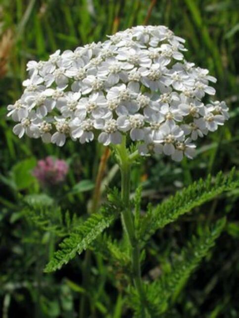 yarrow against parasites in the body