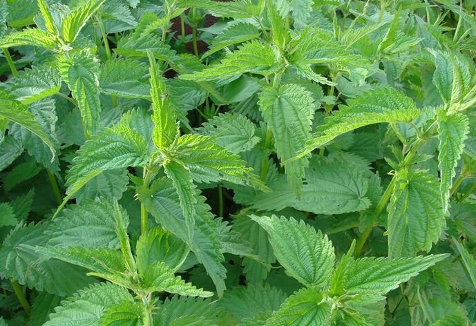 nettle against parasites in the body