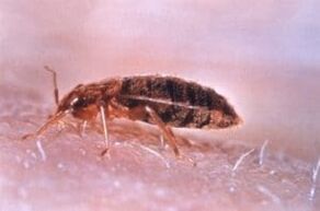 Bedbug is a parasite that feeds on human blood