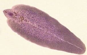 The causative agent of fascioliasis - hepatic worm