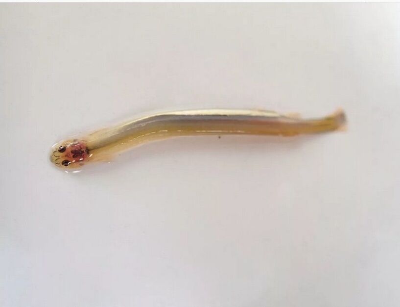 Wandellia with mustache - a dangerous parasitic fish