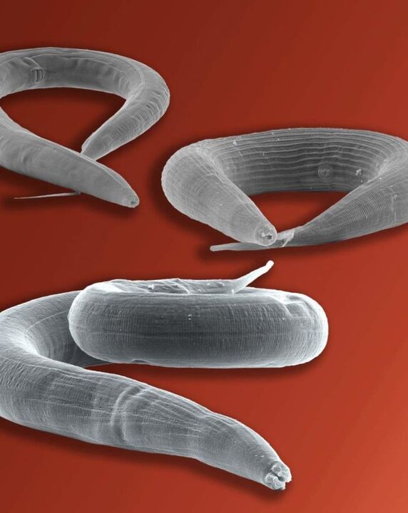 moth parasite living in the intestine
