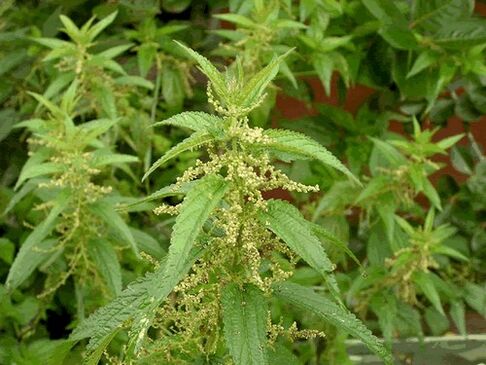 nettle to clean the body of parasites