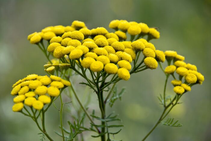 The bitter tansy of the plant will help to remove parasites from the body