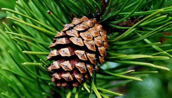 pinecone to remove parasites