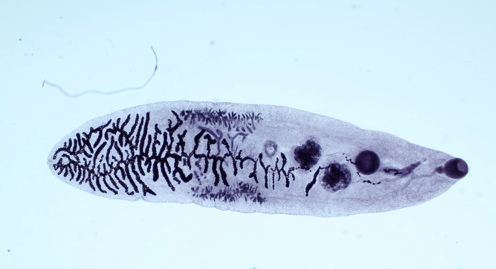 Parasite of the worm class (trematodes)