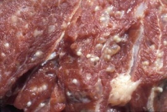 Meat contaminated with trichinella – dangerous parasites